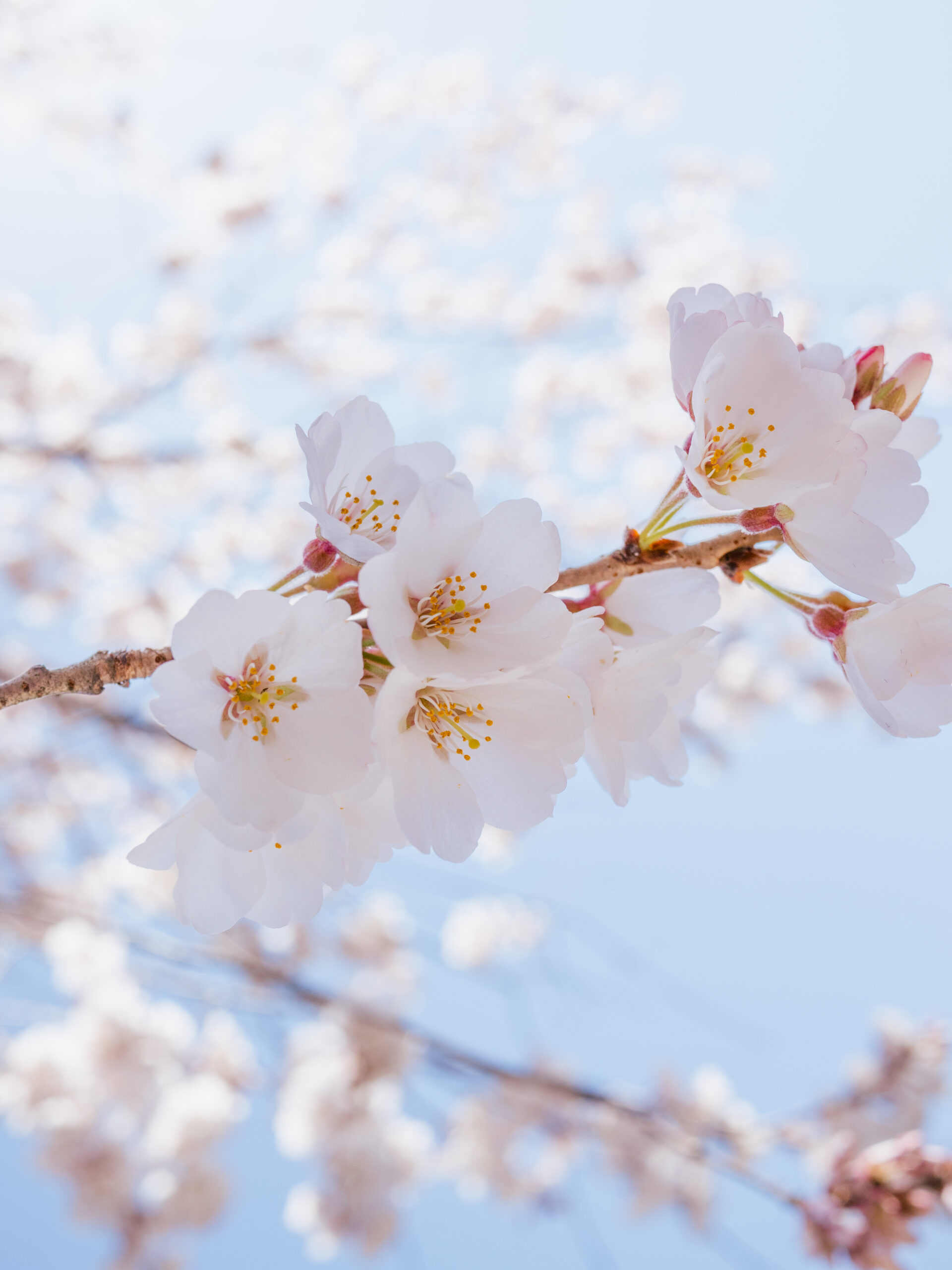 Why Cherry Blossom Season Is the Most Beautiful Time to Visit Japan